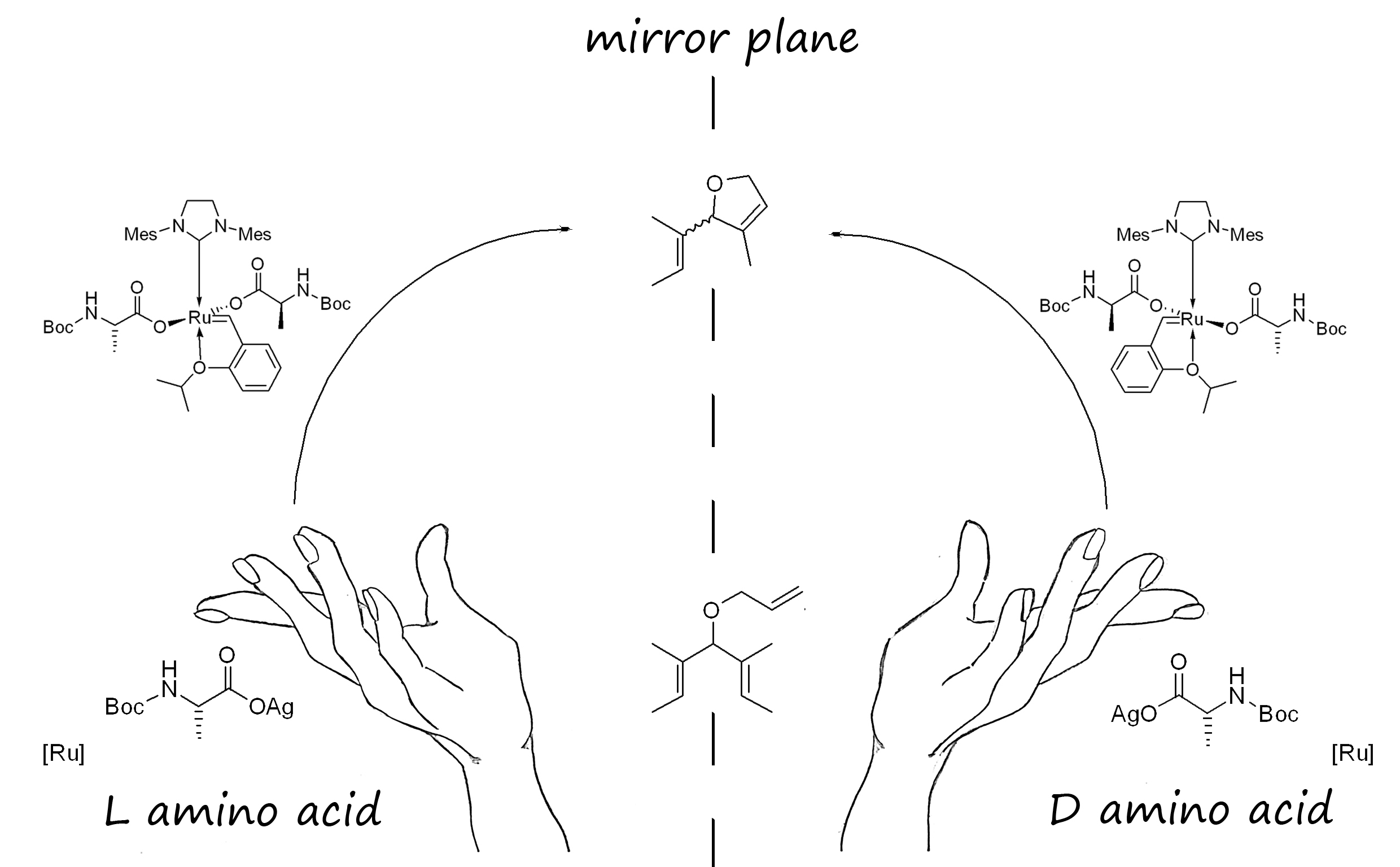 Amino Acids as Chiral Anionic Ligands in Ruthenium Based Asymmetric Olefin Metathesis
